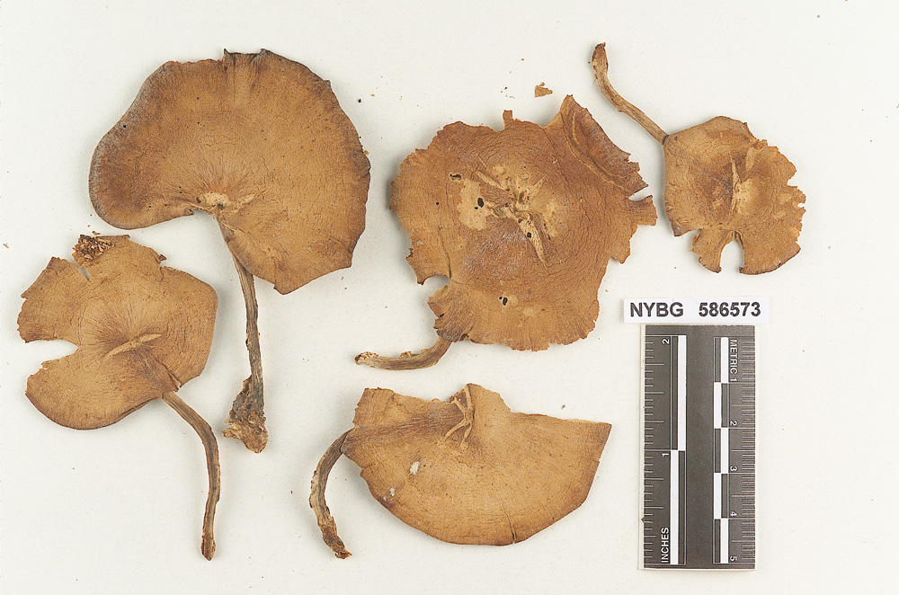 Clitocybe broadwayi image