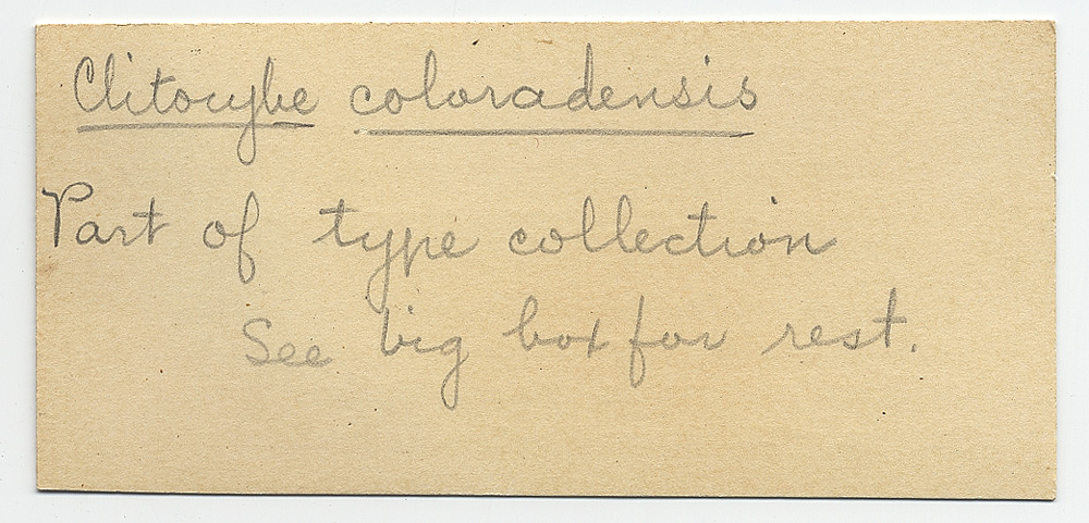 Clitocybe coloradensis image