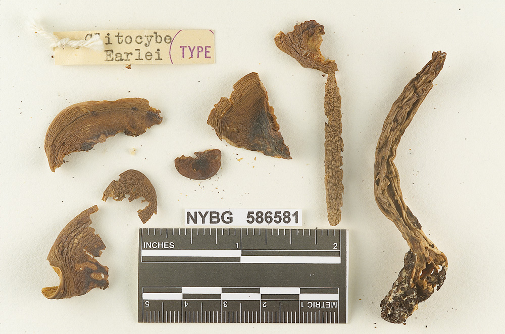 Clitocybe earlei image