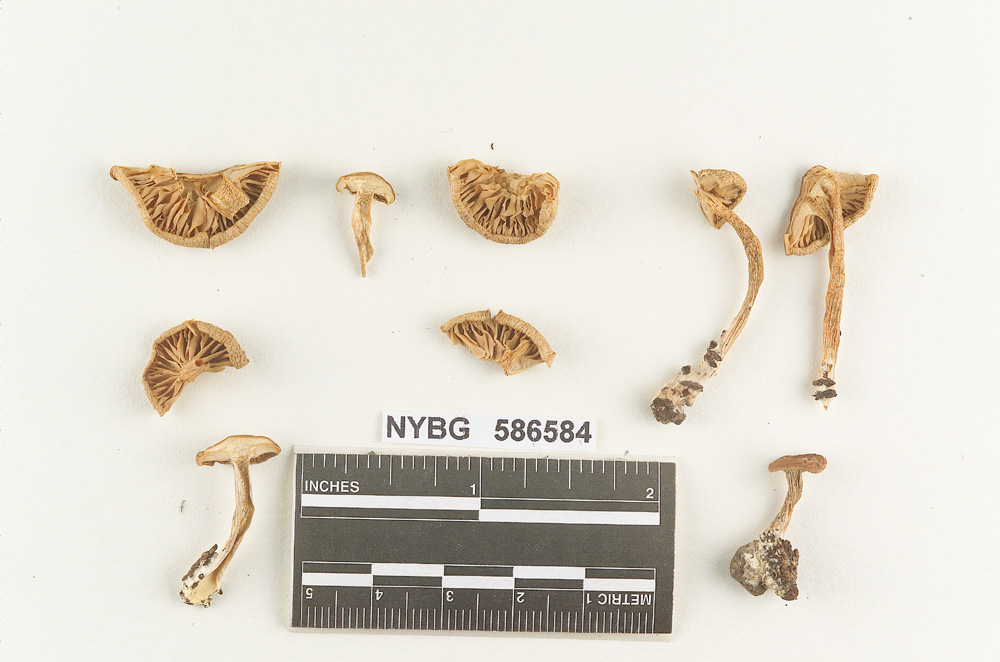 Clitocybe femoralis image