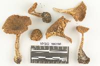 Clitocybe mitis image