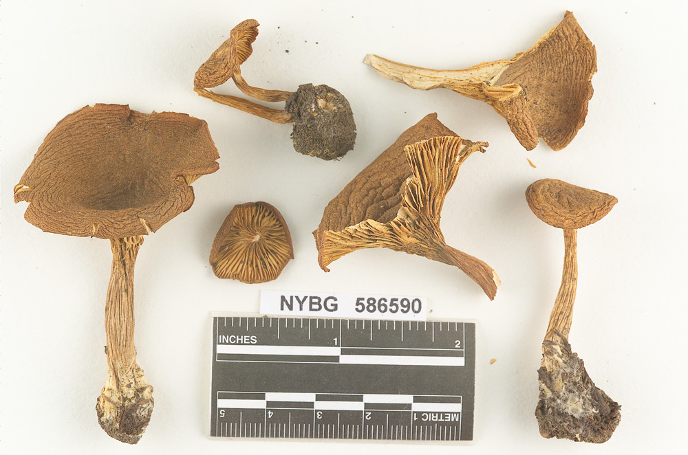 Clitocybe mitis image