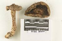 Clitocybe oreades image