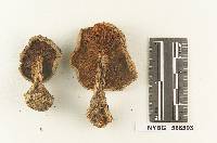 Clitocybe oreades image