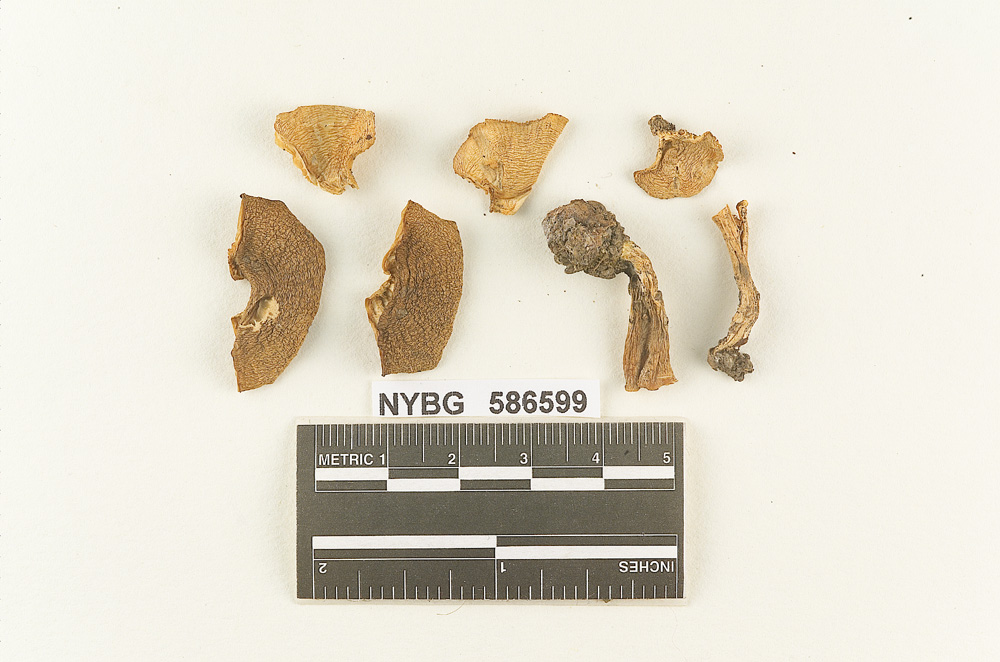Clitocybe putrida image