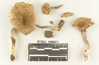 Clitocybe thiersii image