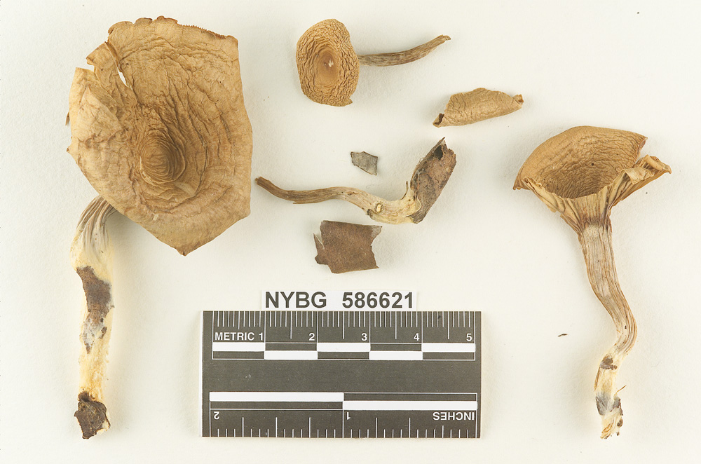 Clitocybe thiersii image
