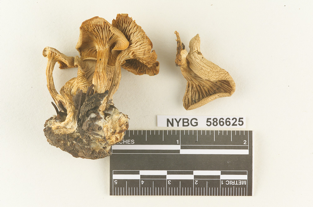 Clitocybe utahensis image