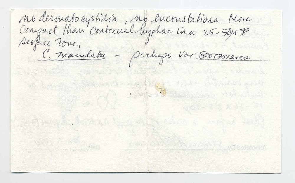 Gymnopus subflavifolius image