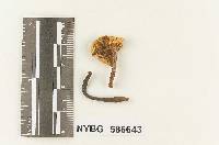 Gymnopus subrugosus image
