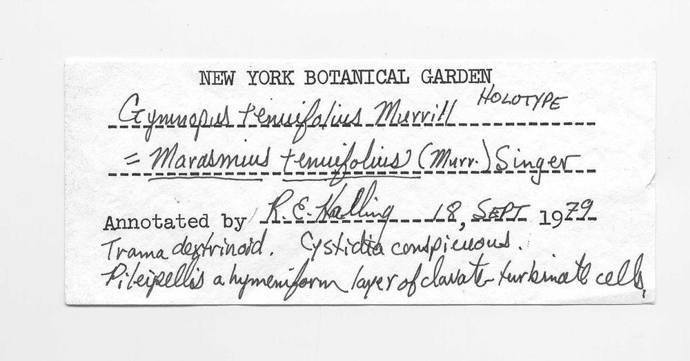Gymnopus tenuifolius image
