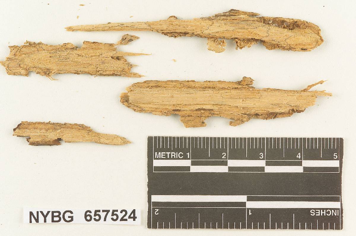 Collybia excentrica image