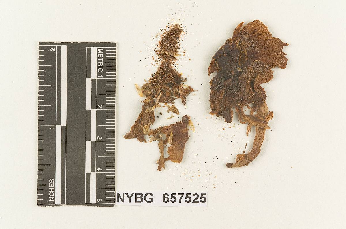 Gymnopus castaneidiscus image