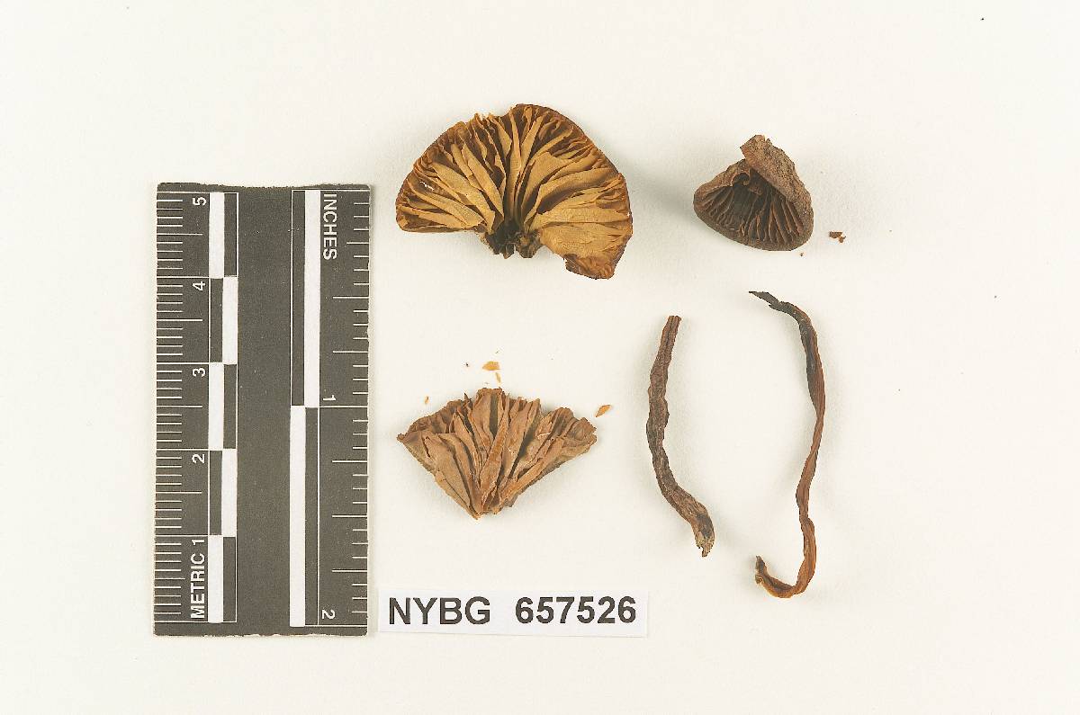 Collybia alcalinolens image