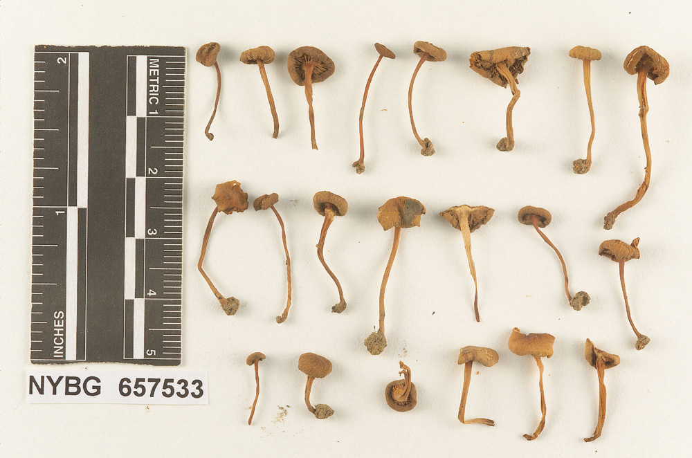 Gymnopus agricola image