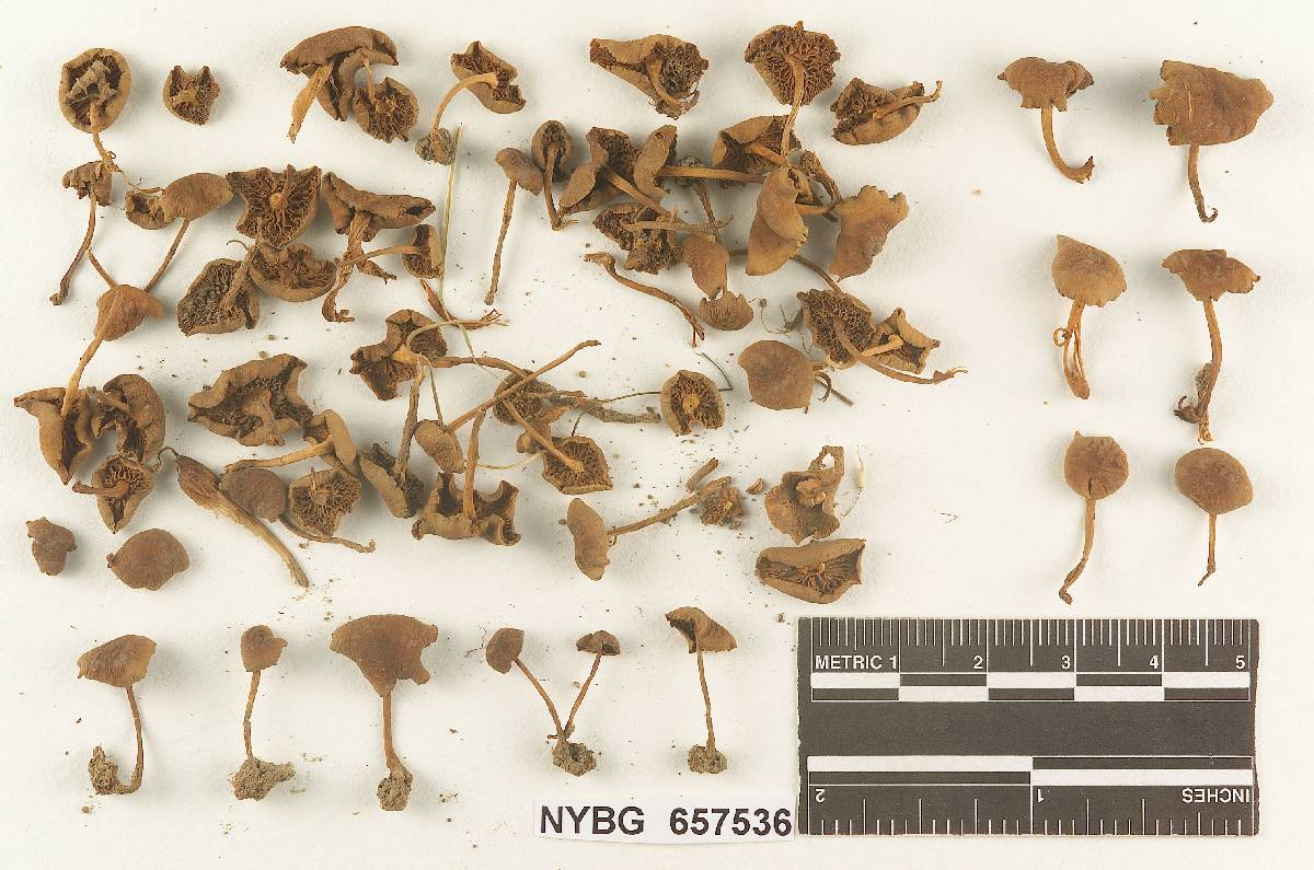 Gymnopus agricola image
