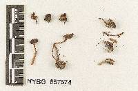 Gymnopus nigritiformis image