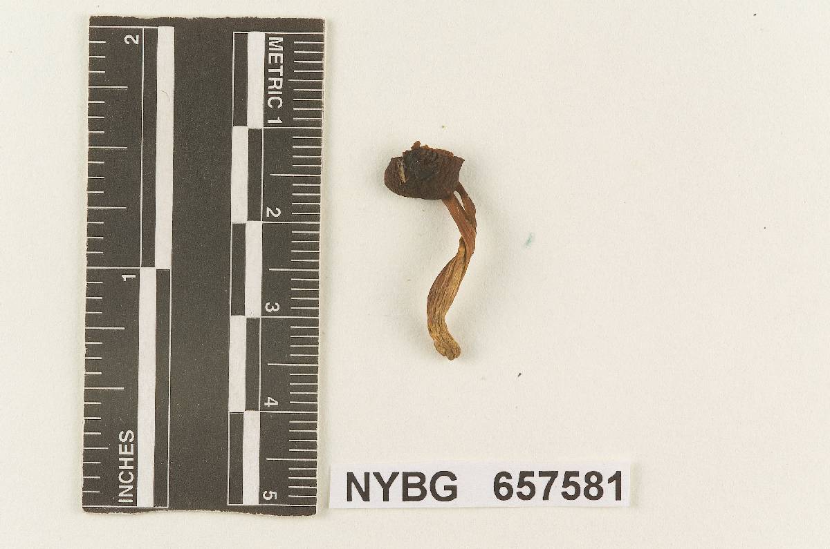Gymnopus subavellaneus image