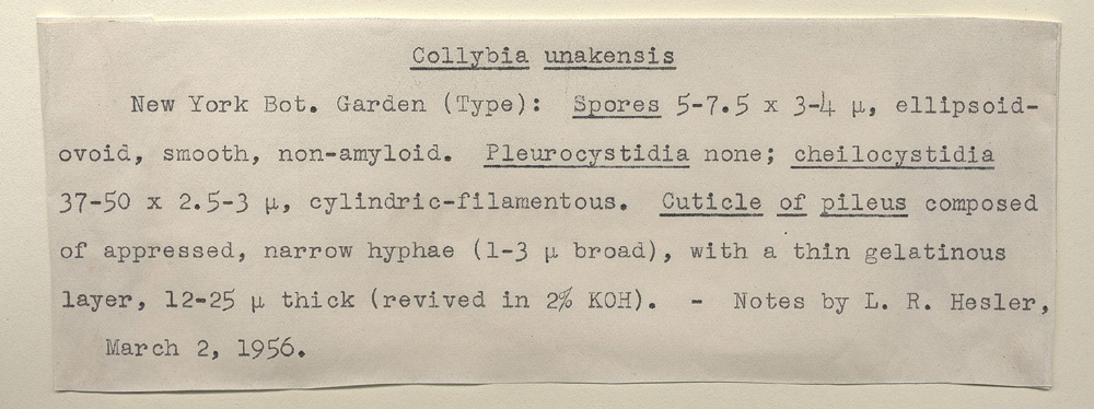 Gymnopus unakensis image
