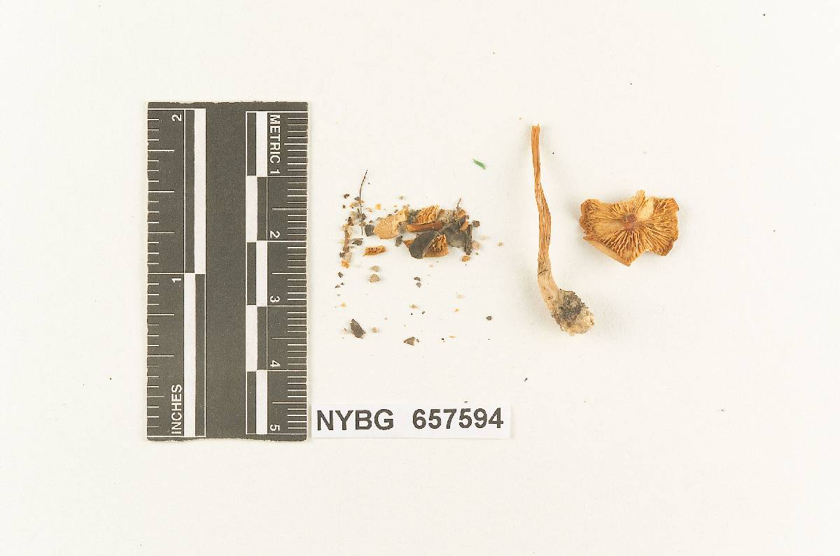 Gymnopus virginianus image