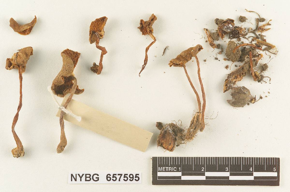 Gymnopus volkertii image