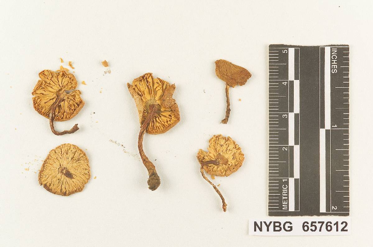 Armillaria granulosoides image