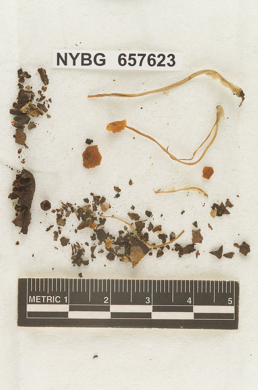 Marasmius hinnuleiformis image