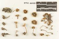 Clitocybe farinacea image