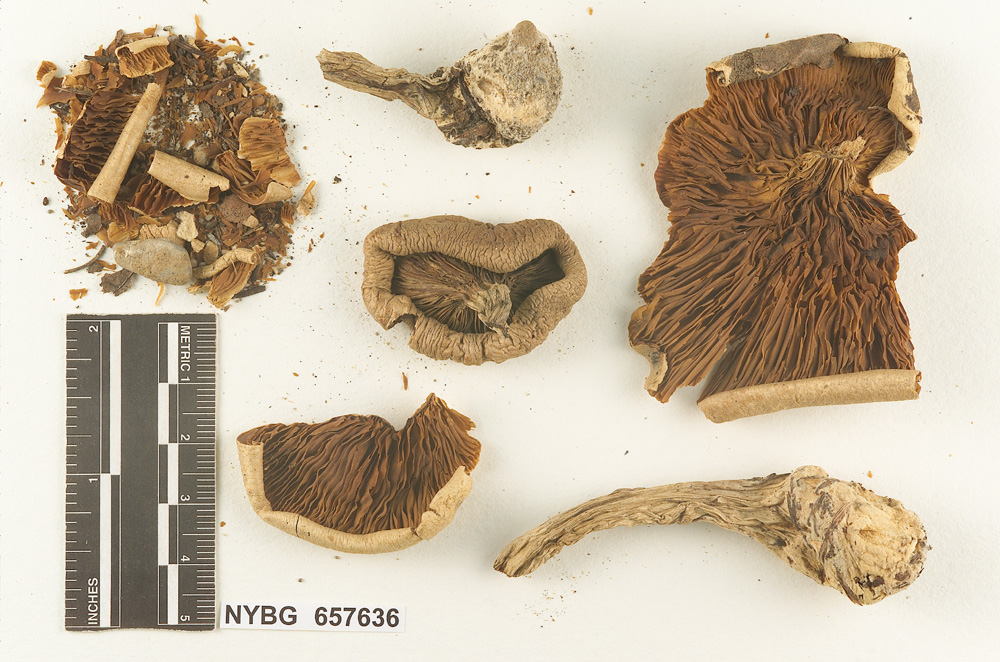 Clitocybe griseifolia image