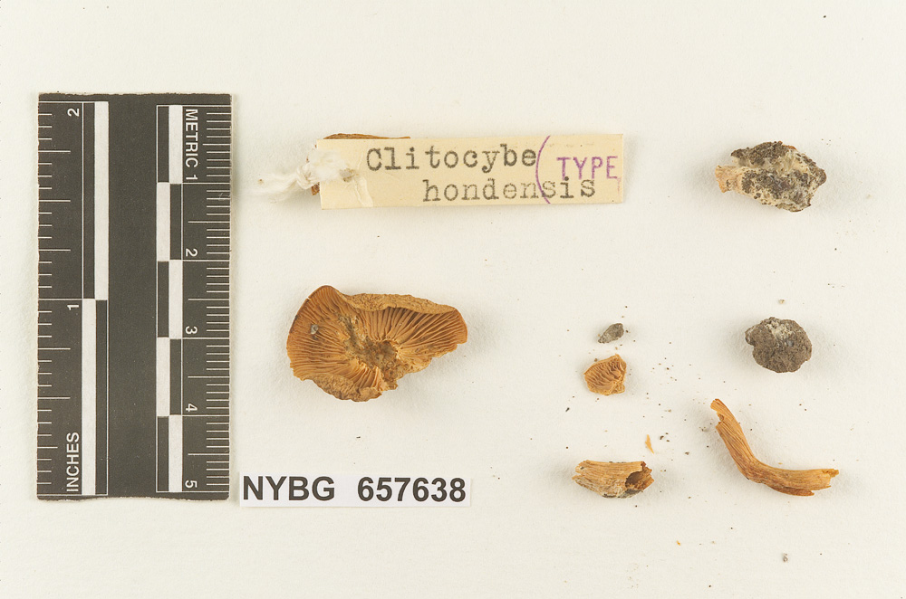 Clitocybe hondensis image