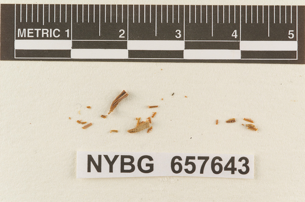 Clitocybe mexicana image