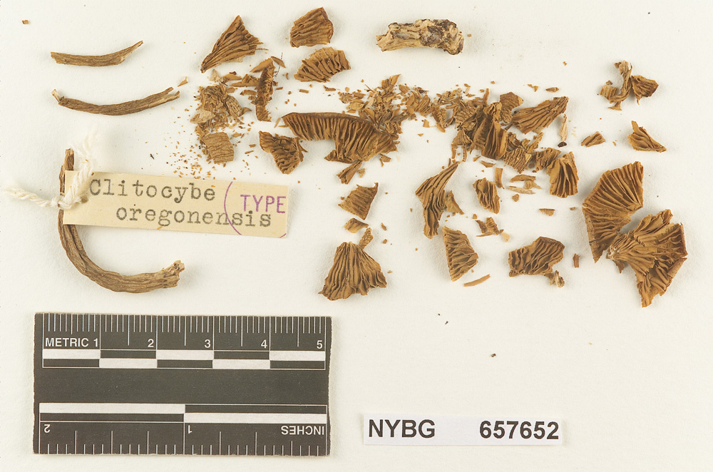 Cantharellula oregonensis image