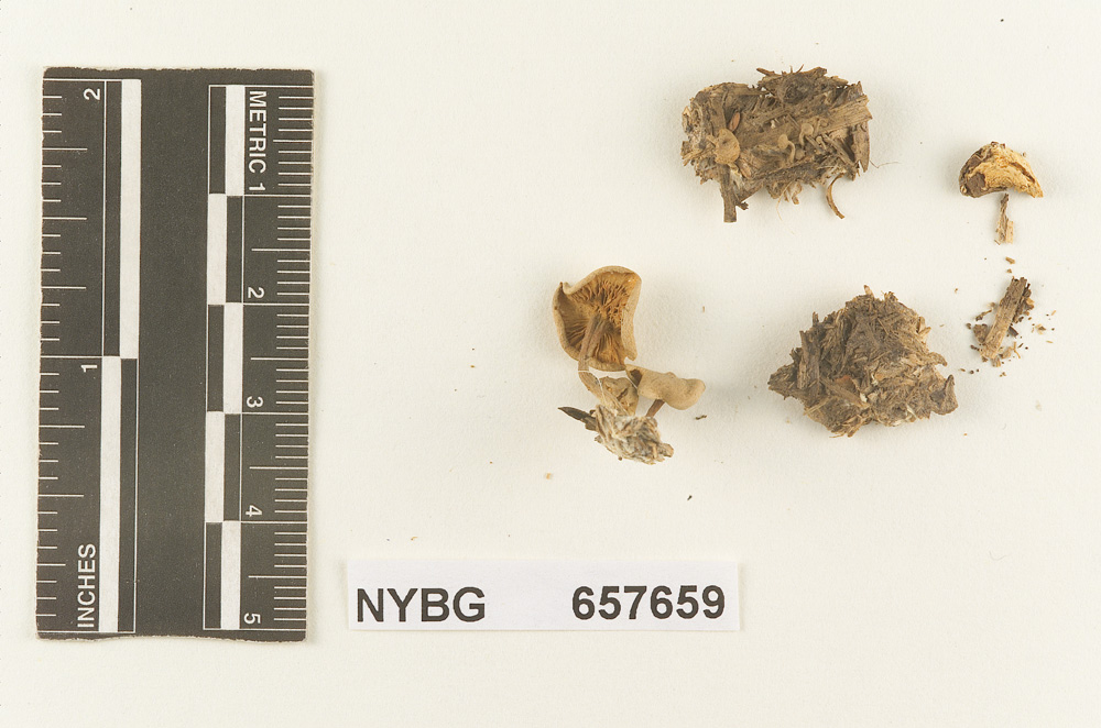 Clitocybe pusilla image