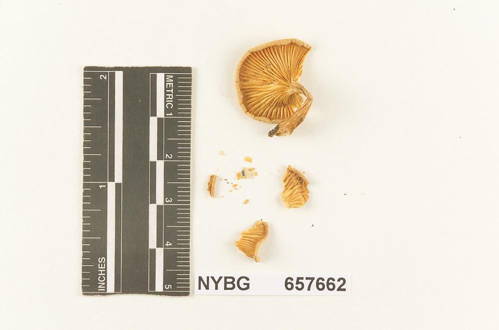 Clitocybe robinsoniae image