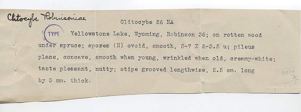 Clitocybe robinsoniae image