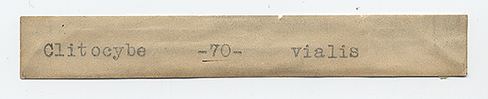 Clitocybe vialis image