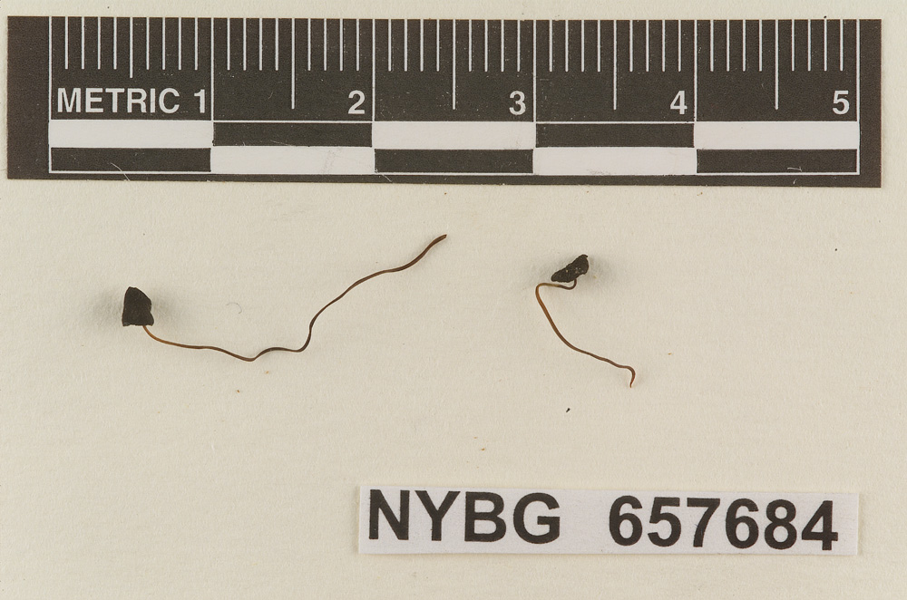 Marasmius ater image