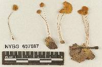 Marasmius bahamensis image