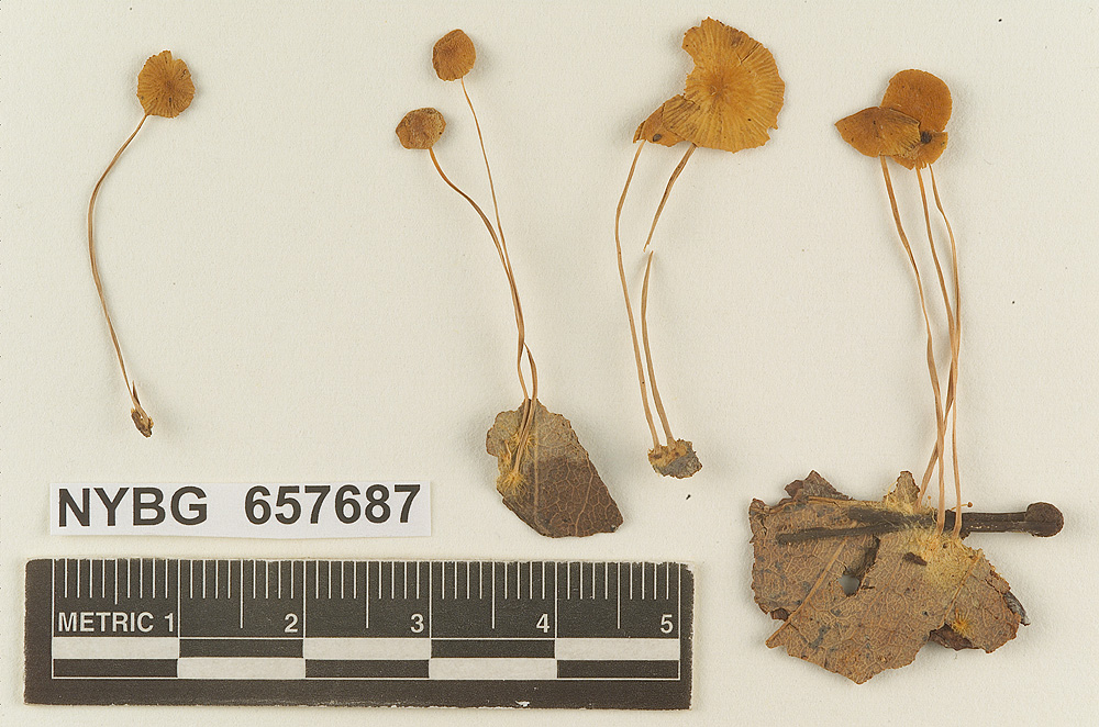 Marasmius bahamensis image