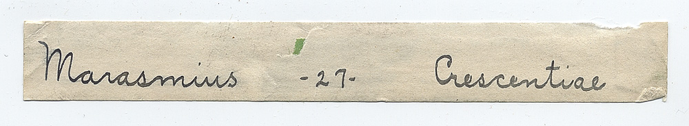 Marasmius crescentiae image