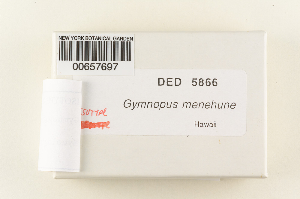 Gymnopus menehune image
