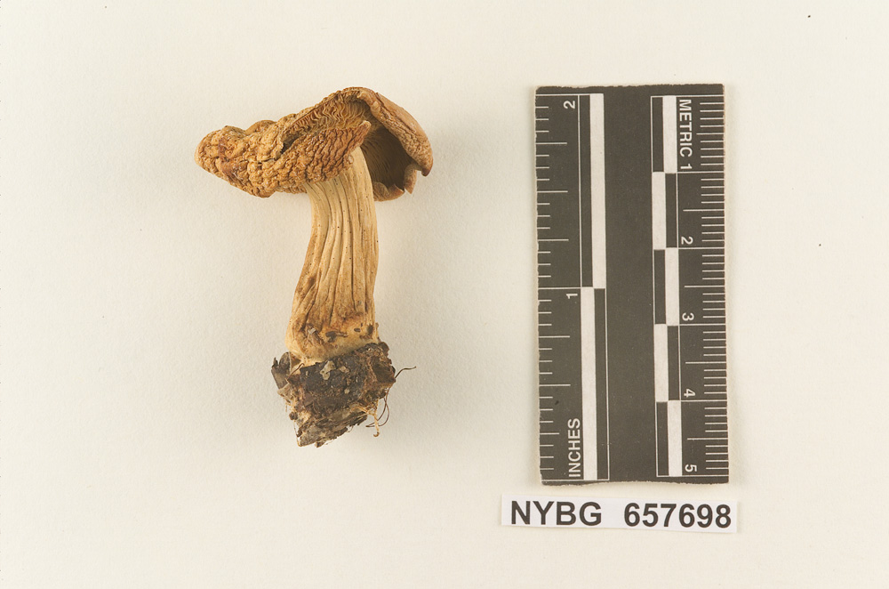 Rhodocollybia laulaha image