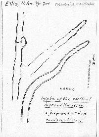 Mycena cucullata image