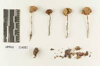 Marasmius obsoletus image