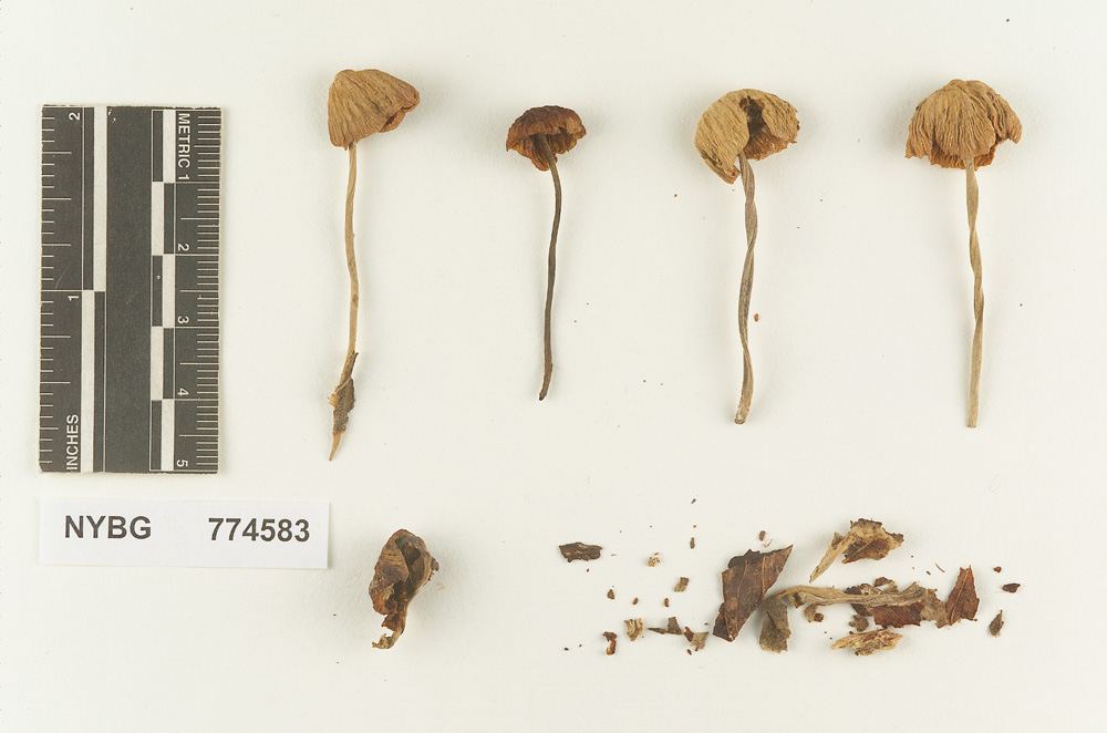 Marasmius obsoletus image