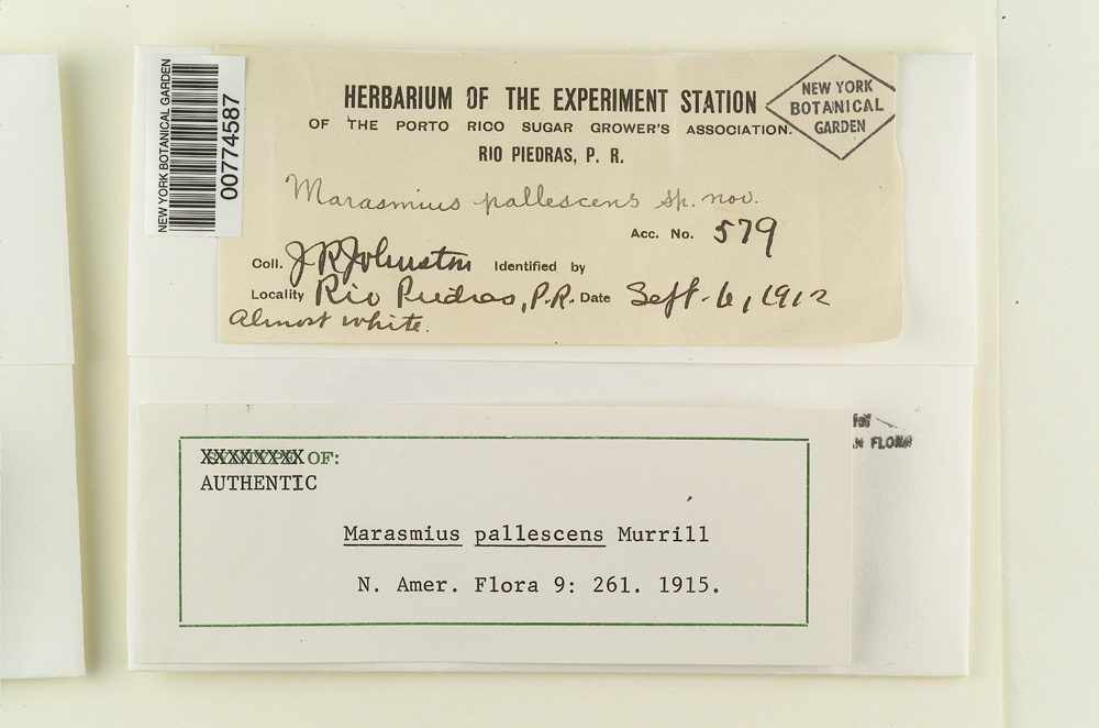 Marasmius pallescens image