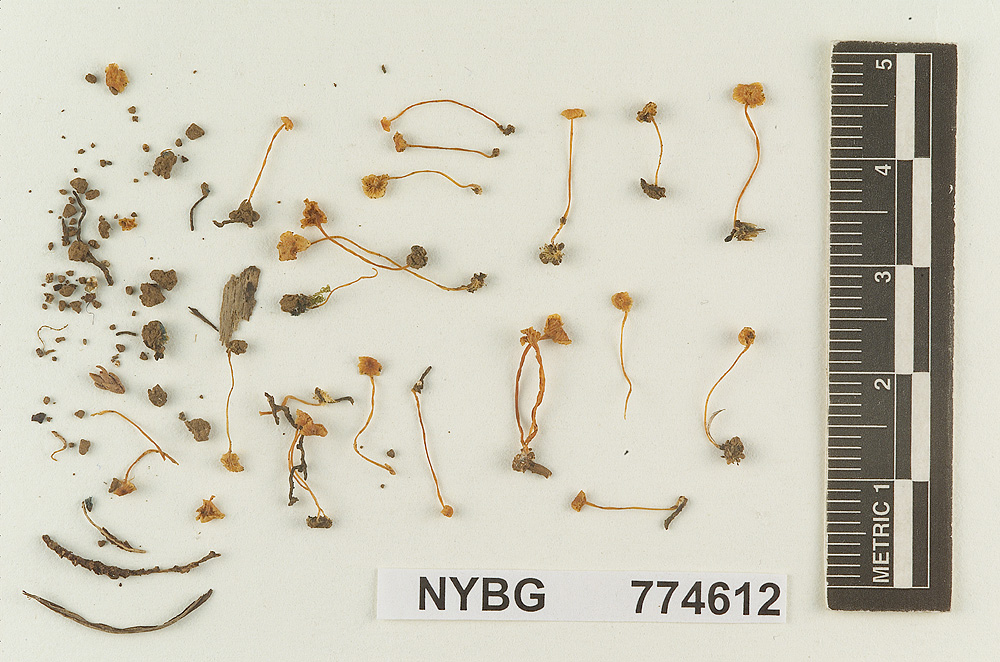 Marasmius praedecurrens image