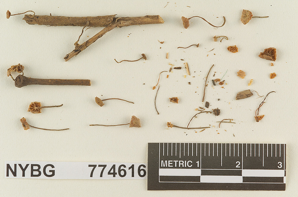 Marasmius praetortipes image