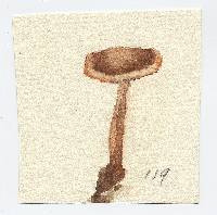 Marasmius pruinosifolius image