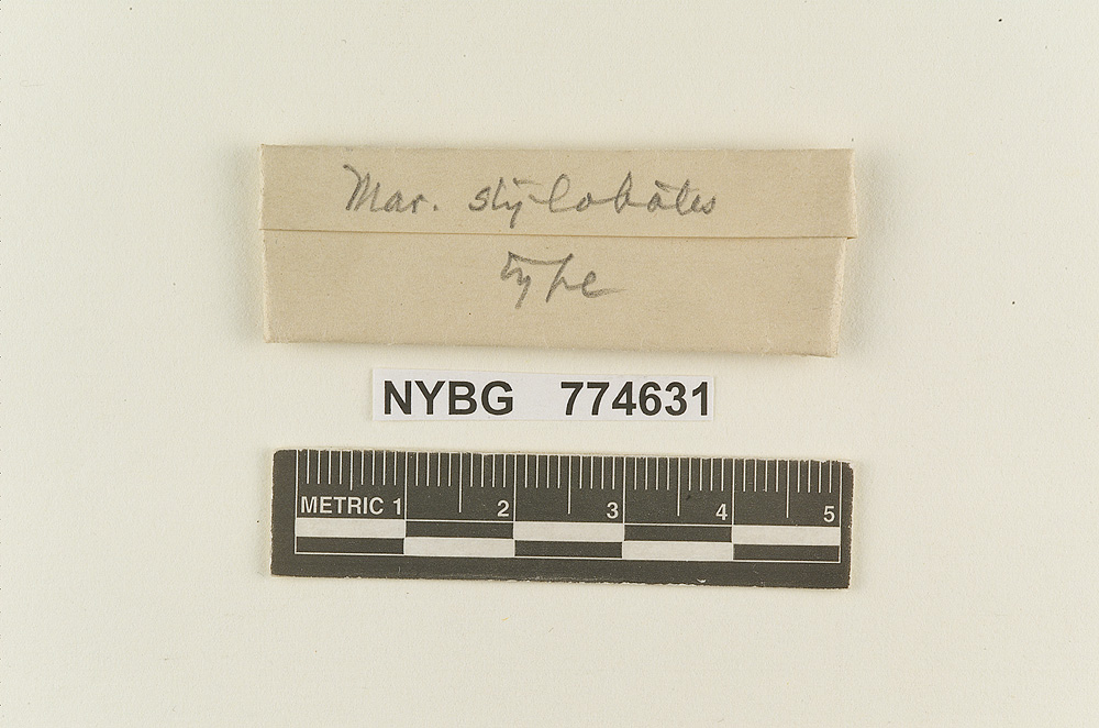 Marasmius stylobates image